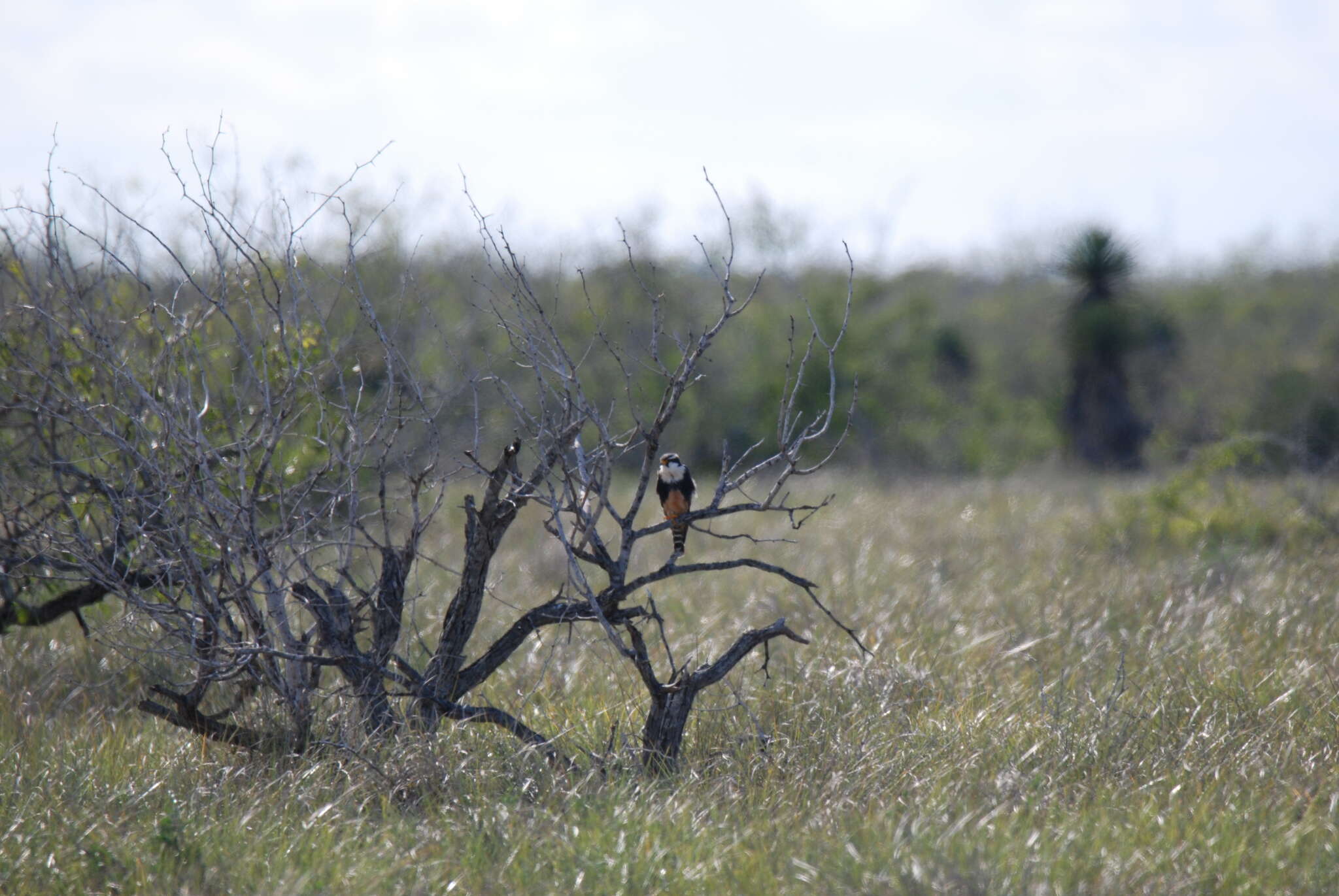 صورة Falco femoralis septentrionalis Todd 1916