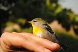 Image de Paruline à collier