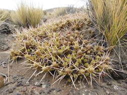 Image of Maihuenia patagonica (Phil) Britton & Rose