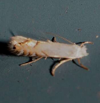 Image of Phyllonorycter clemensella (Chambers 1871)