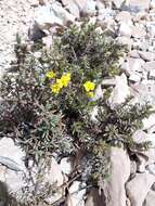 Image of Helianthemum cinereum subsp. rotundifolium (Dunal) Greuter & Burdet