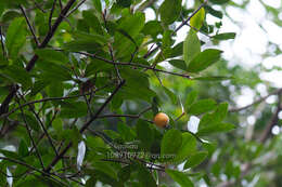 Image of Garcinia oblongifolia Champ. ex Benth.