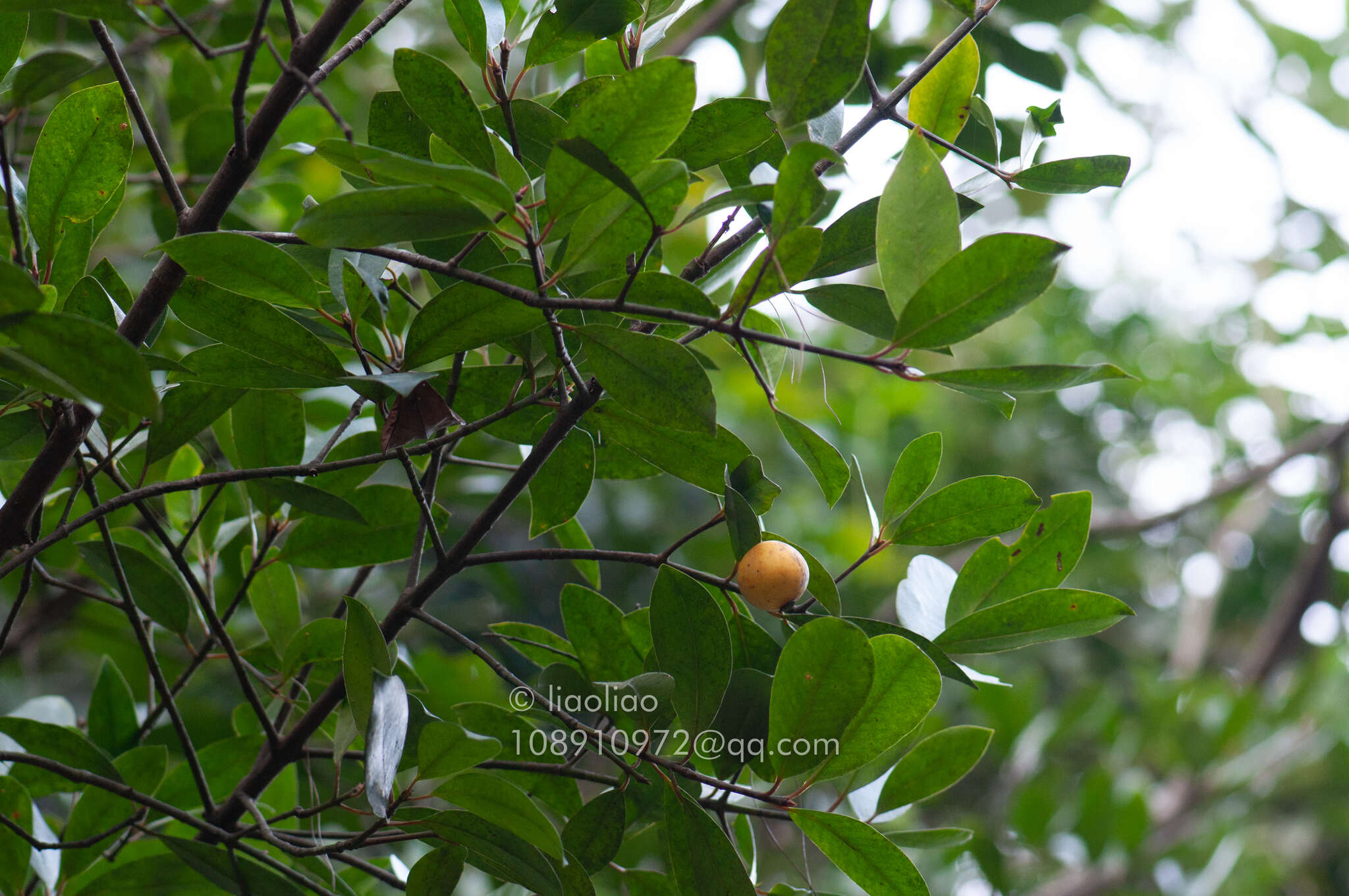 Image of Garcinia oblongifolia Champ. ex Benth.