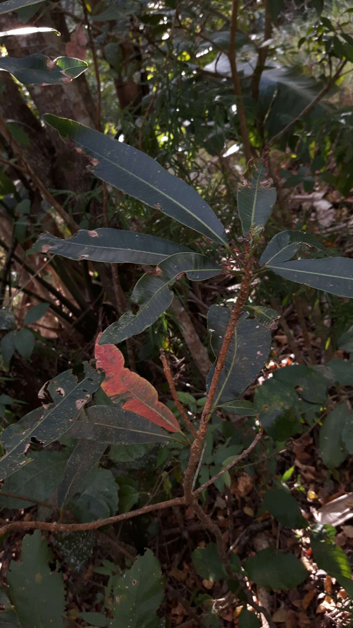 Image of Protorhus longifolia (Bernh.) Engl.