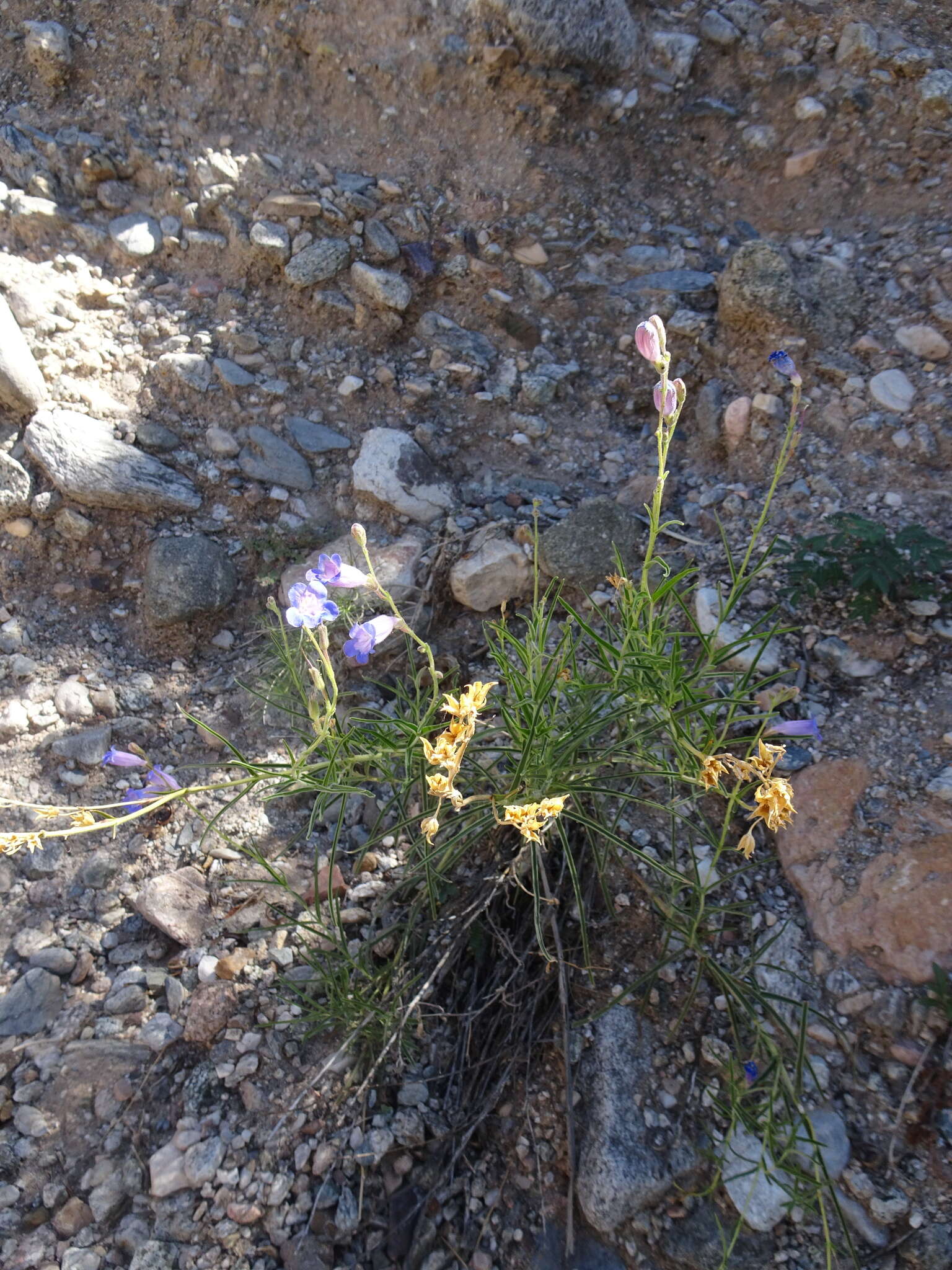 Image de Penstemon dasyphyllus A. Gray