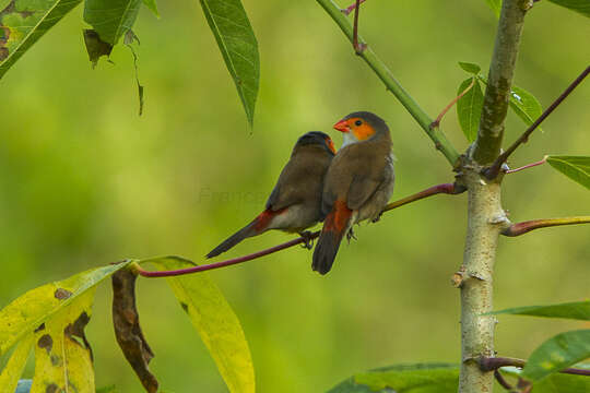 Image of Orange-cheeked Waxbill