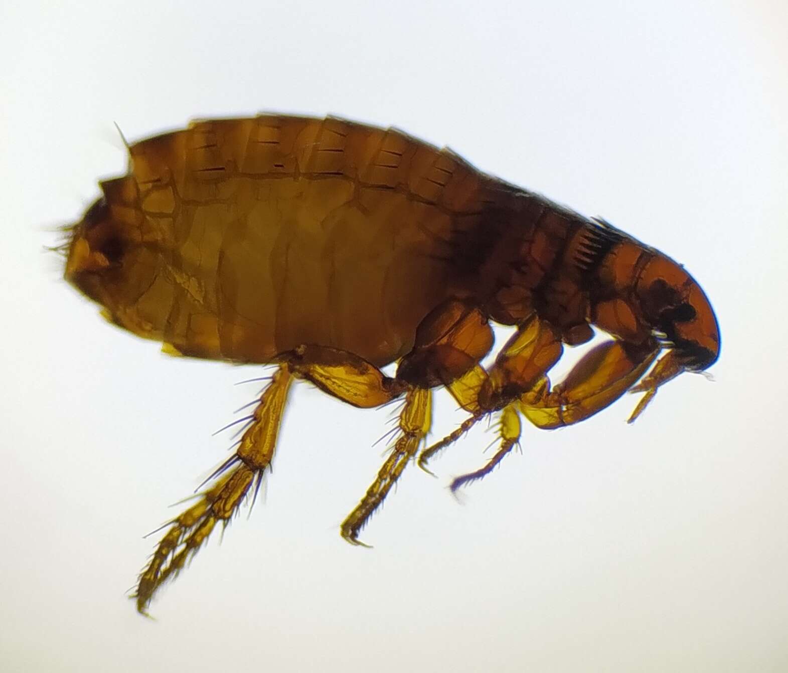 Ctenocephalides resmi