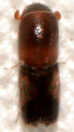 Image of Monarthrum fasciatum Wood & Bright 1992