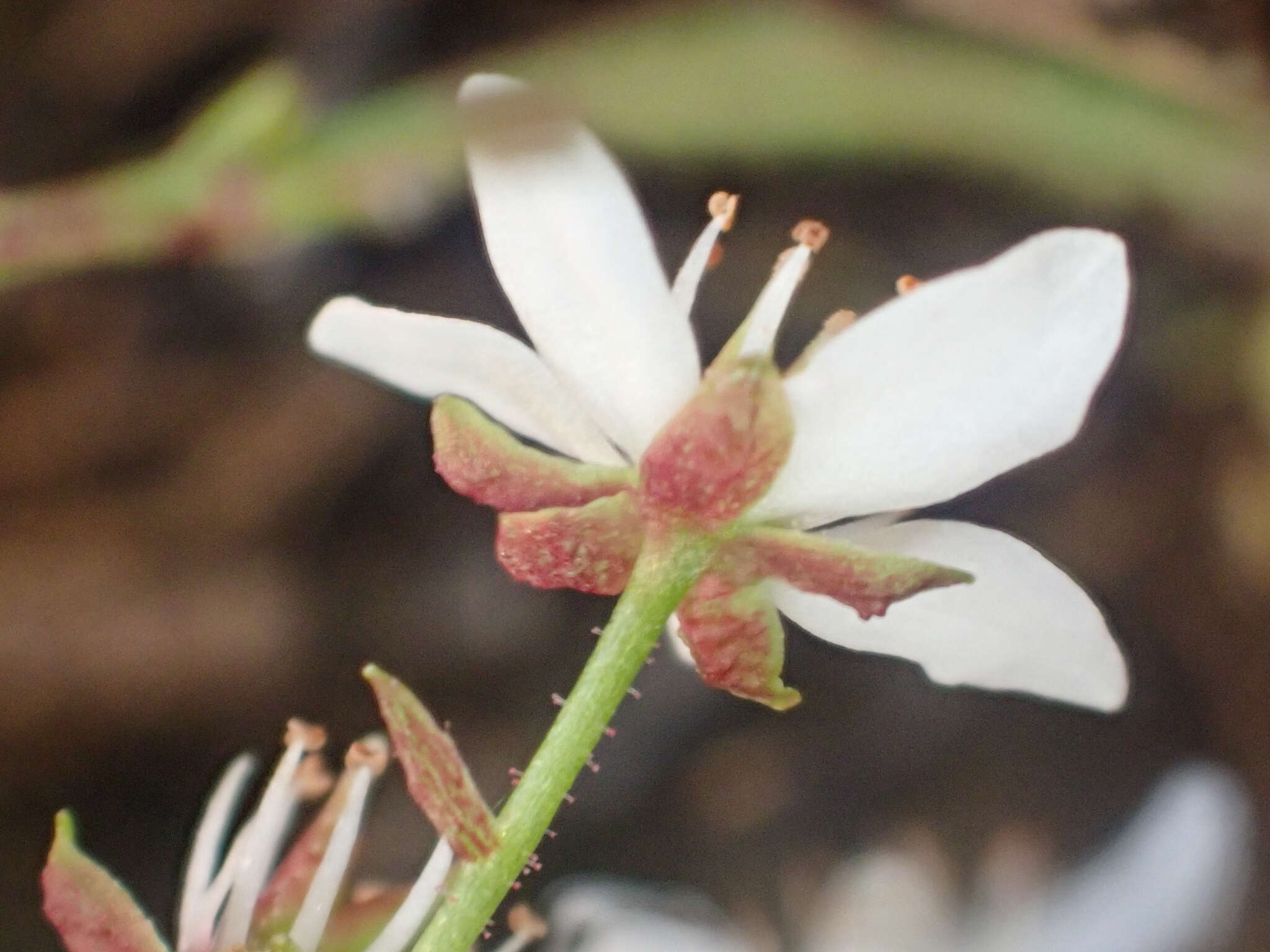 Image of Howell's Pseudosaxifrage