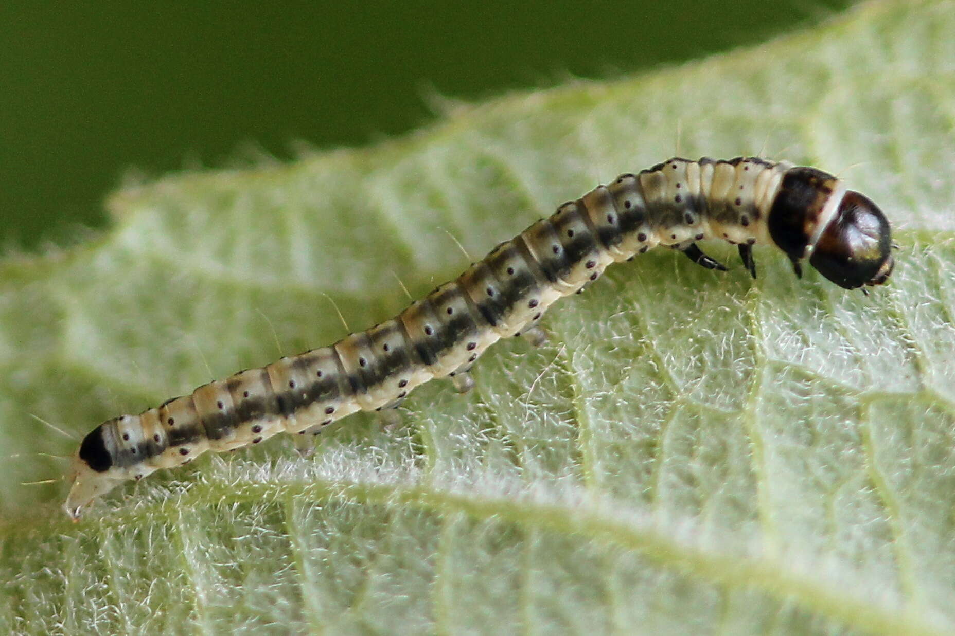 Psoricoptera gibbosella Zeller 1839 resmi