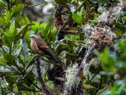 Image of Brown-backed Chat-Tyrant