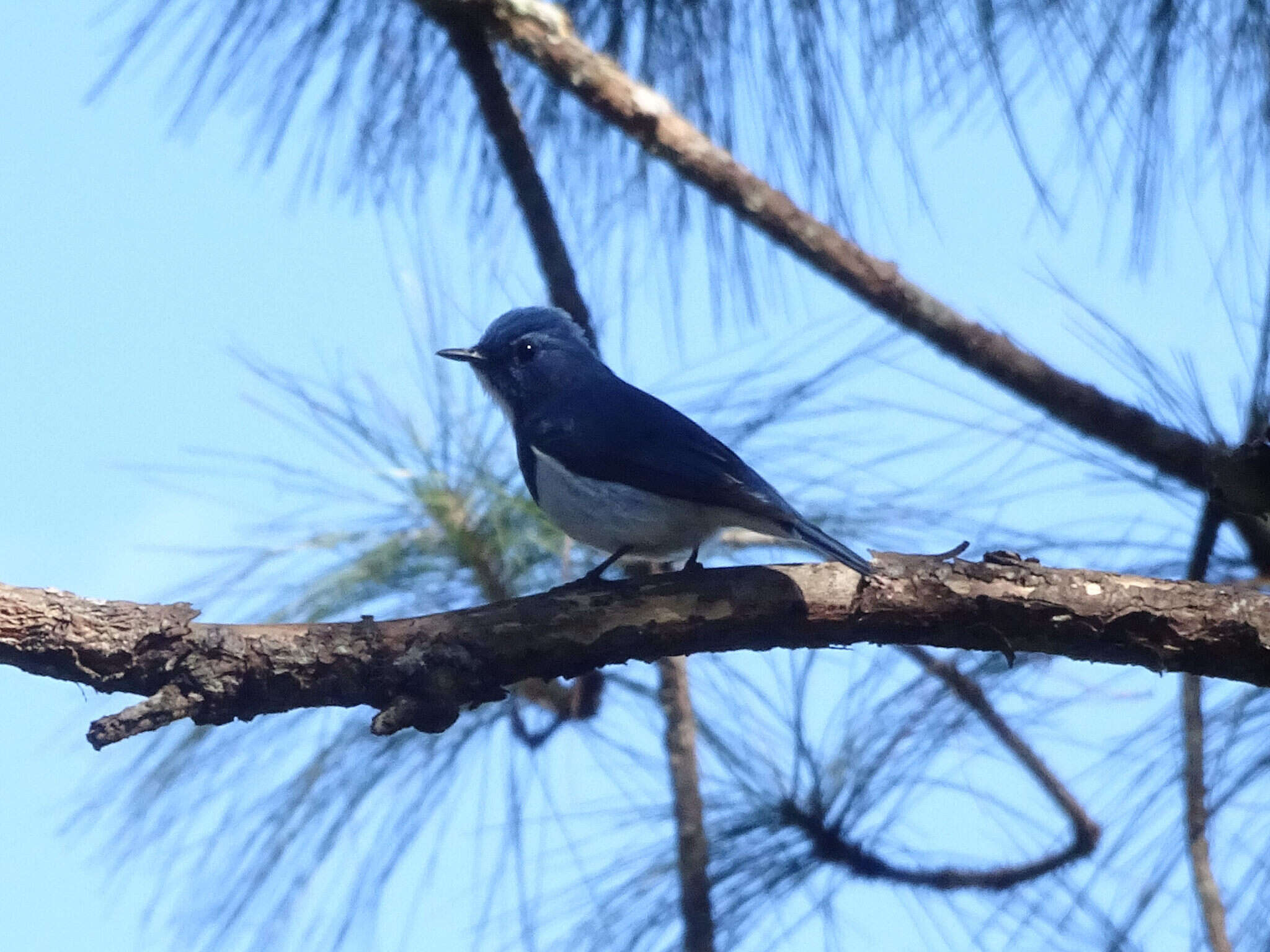 Image of Ultramarine Flycatcher