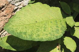 Plancia ëd Nicotiana tabacum L.