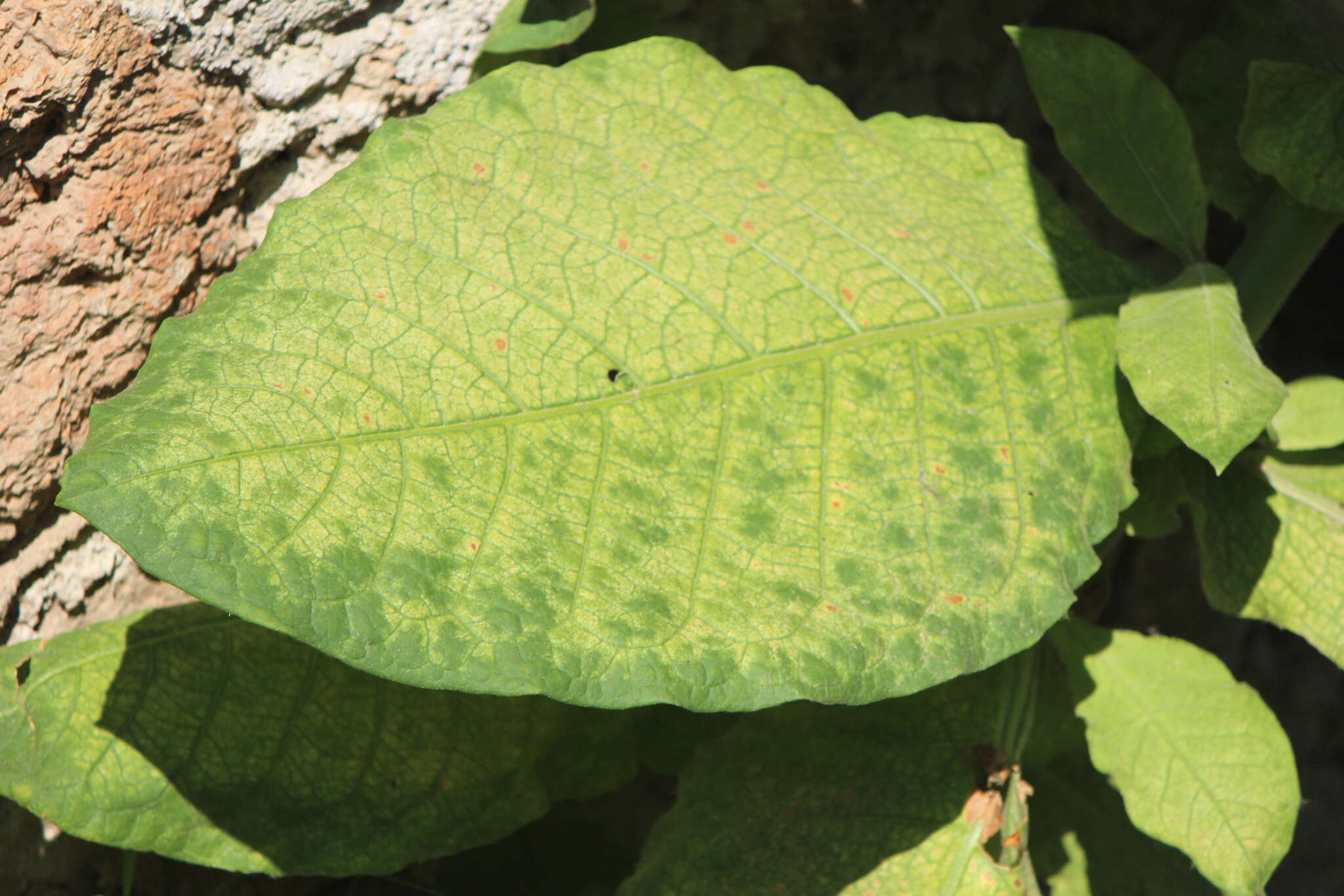 Image of cultivated tobacco