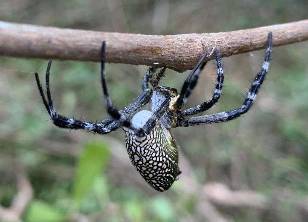 Imagem de Cyrtophora moluccensis margaritacea (Doleschall 1859)