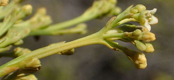 Image of Thesium strictum P. J. Berg.