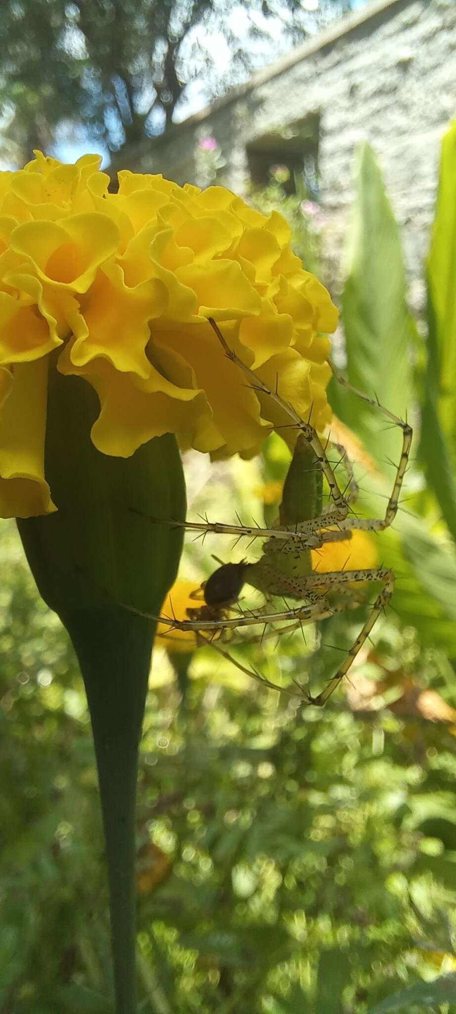 Image of Peucetia viridana (Stoliczka 1869)