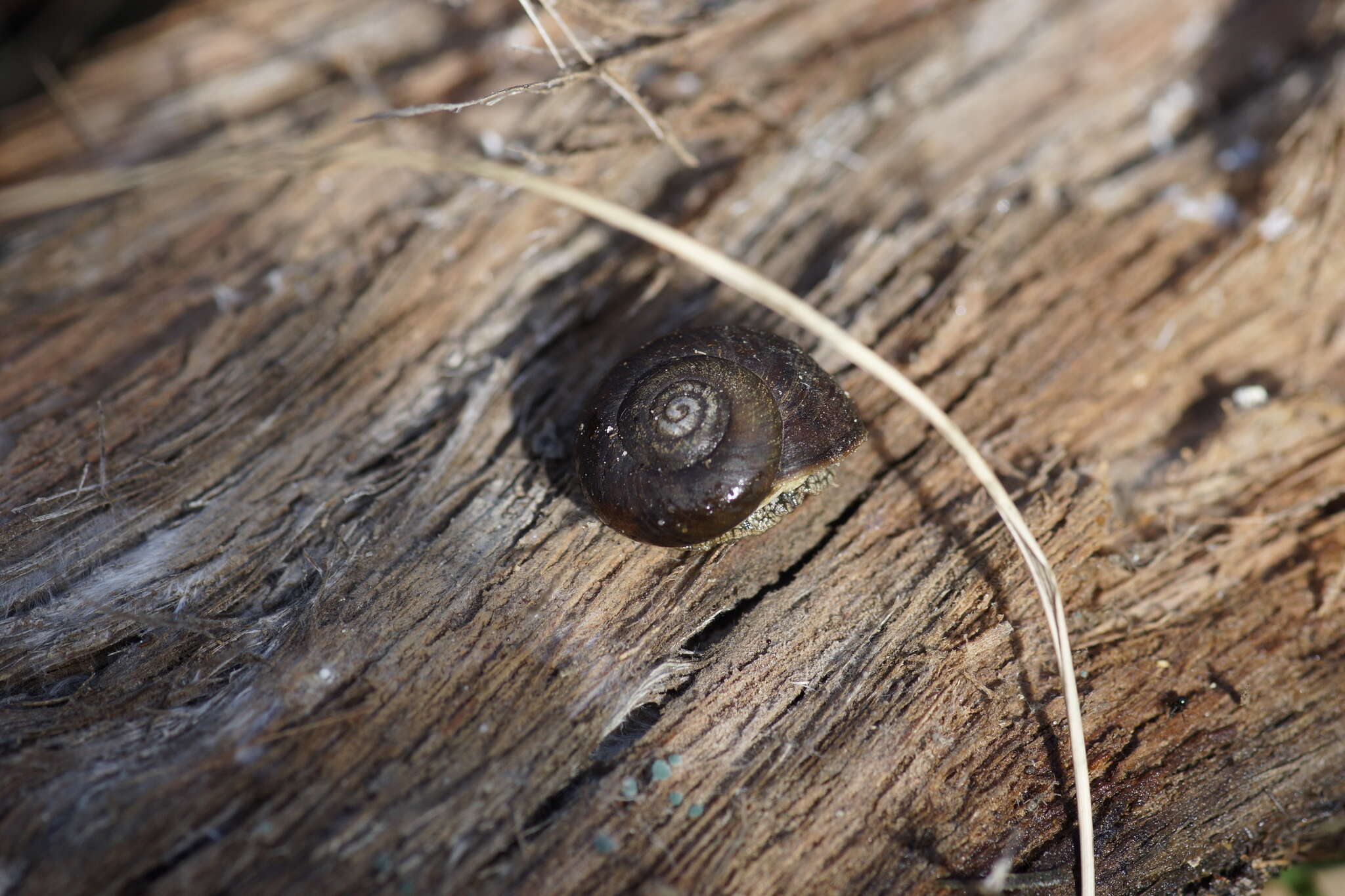 Image of southern hairy red snail
