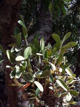 Image of Myrmecophila galeottiana (A. Rich.) Rolfe