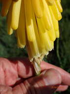 Image de Kniphofia porphyrantha Baker