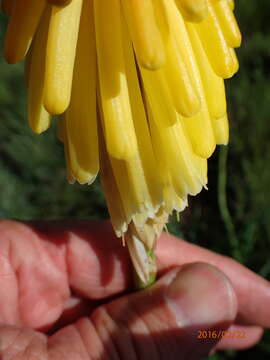 Image de Kniphofia porphyrantha Baker