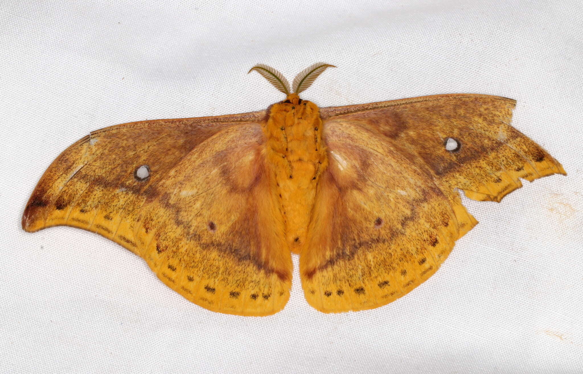 Image of Syntherata janetta (White 1843)