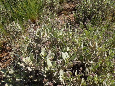 Image of Pacific yerba santa