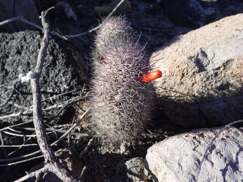 Imagem de Mammillaria albicans subsp. fraileana (Britton & Rose) D. R. Hunt