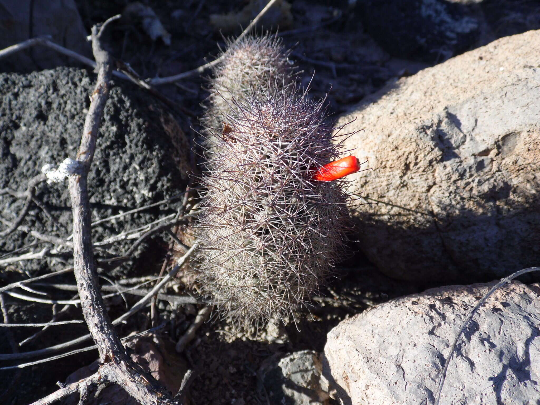 Image of Mammillaria albicans subsp. fraileana (Britton & Rose) D. R. Hunt