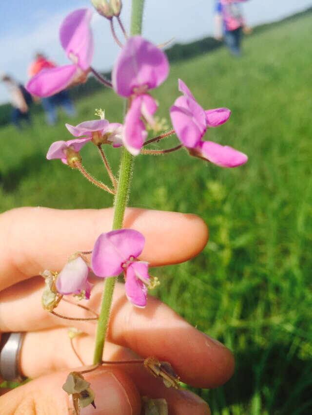 Image of Illinois ticktrefoil