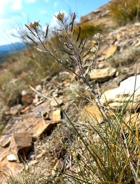 Image of Stevenia incarnata (Pall. ex DC.) Kamelin