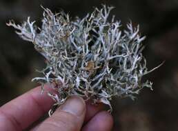 Image of ragged lichen