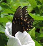 Image of Spicebush swallowtail