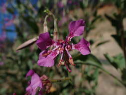 Imagem de Clarkia mildrediae subsp. lutescens L. D. Gottlieb & L. P. Janeway