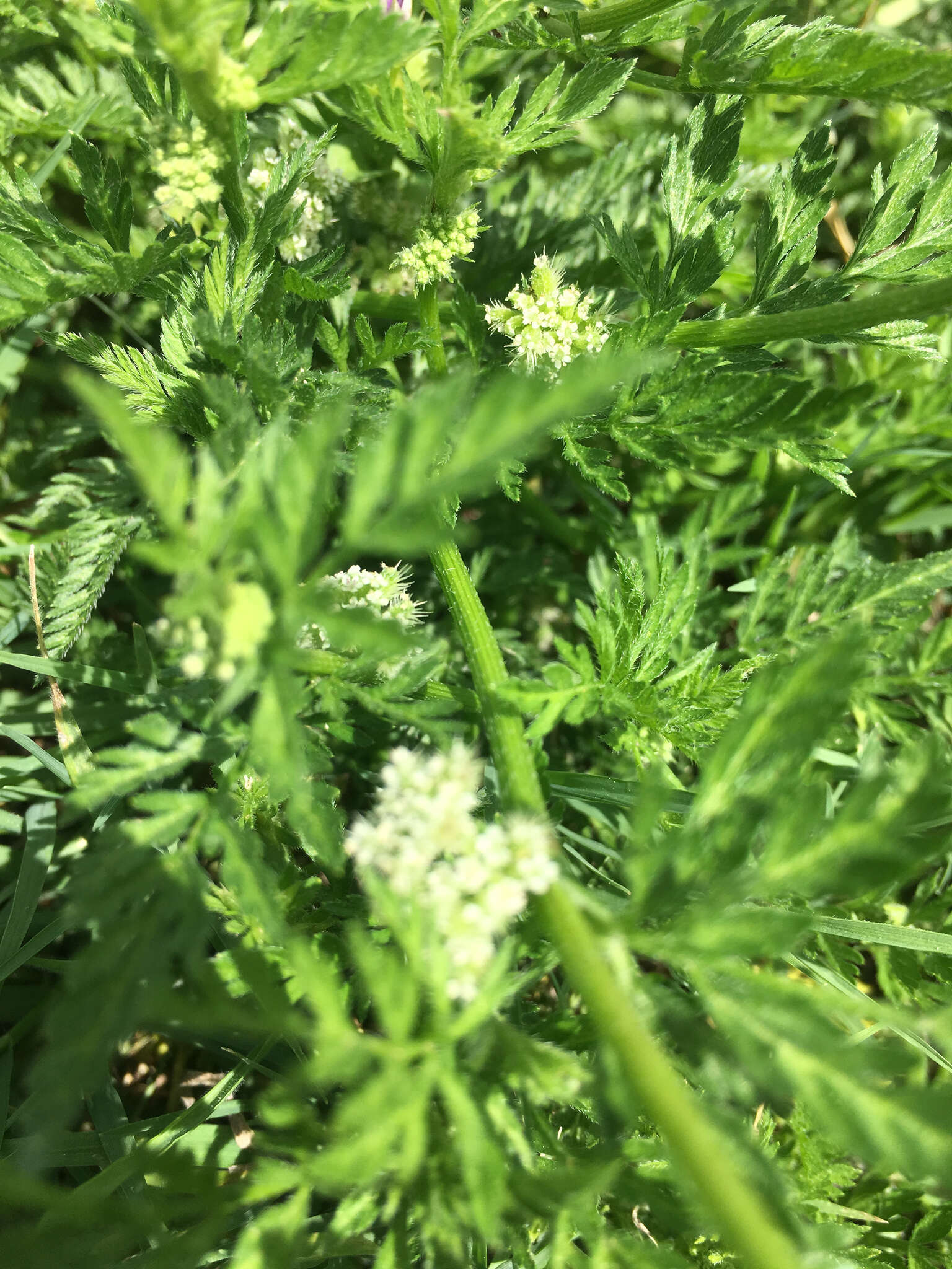 Image of knotted hedgeparsley