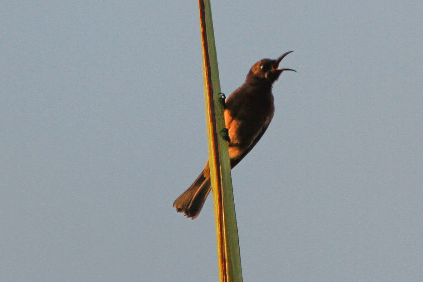 Image of Eastern Dusky Honeyeater