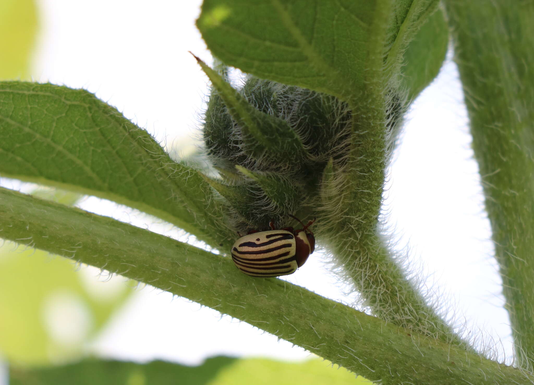 Image of Sunflower Beetle