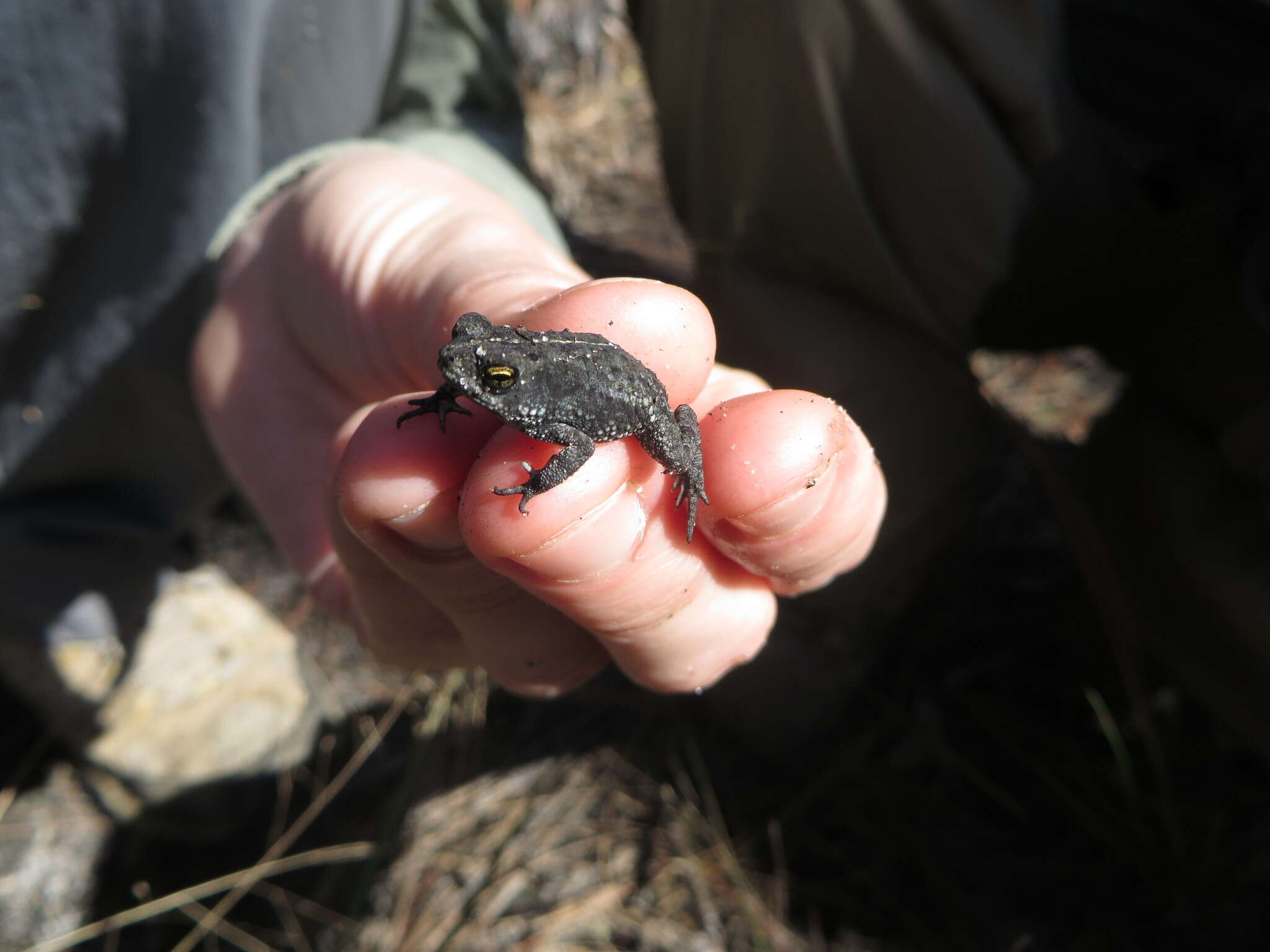 Imagem de Anaxyrus quercicus (Holbrook 1840)