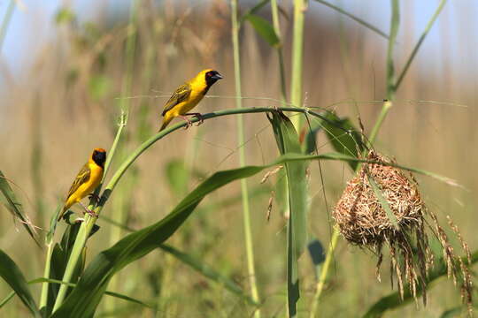 Image of Katanga Masked Weaver