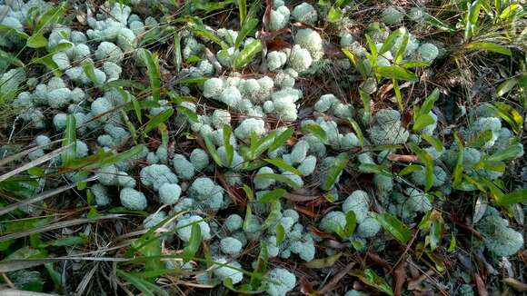 Imagem de Cladonia evansii Abbayes