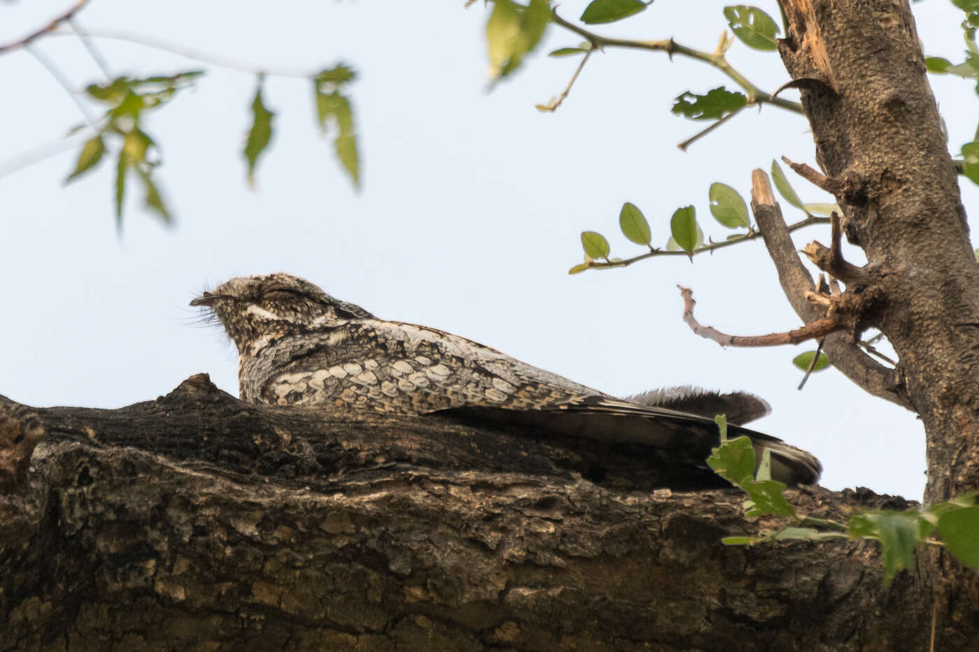 Image of Grey Nightjar