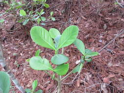 Image of Clusia salvinii Donn. Sm.