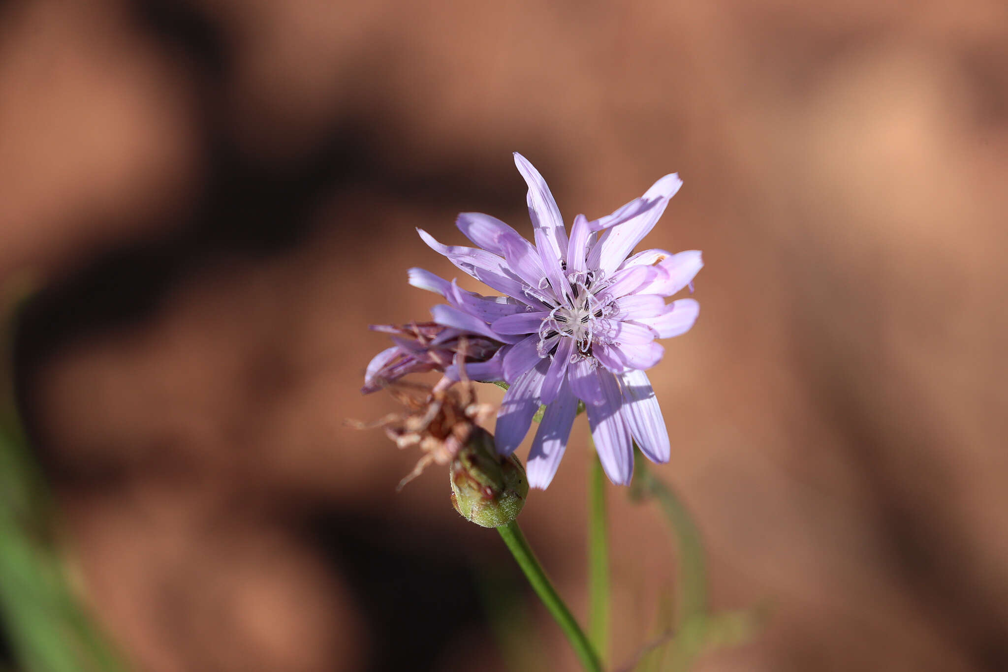 Слика од Podospermum purpureum (L.) W. D. J. Koch & Ziz