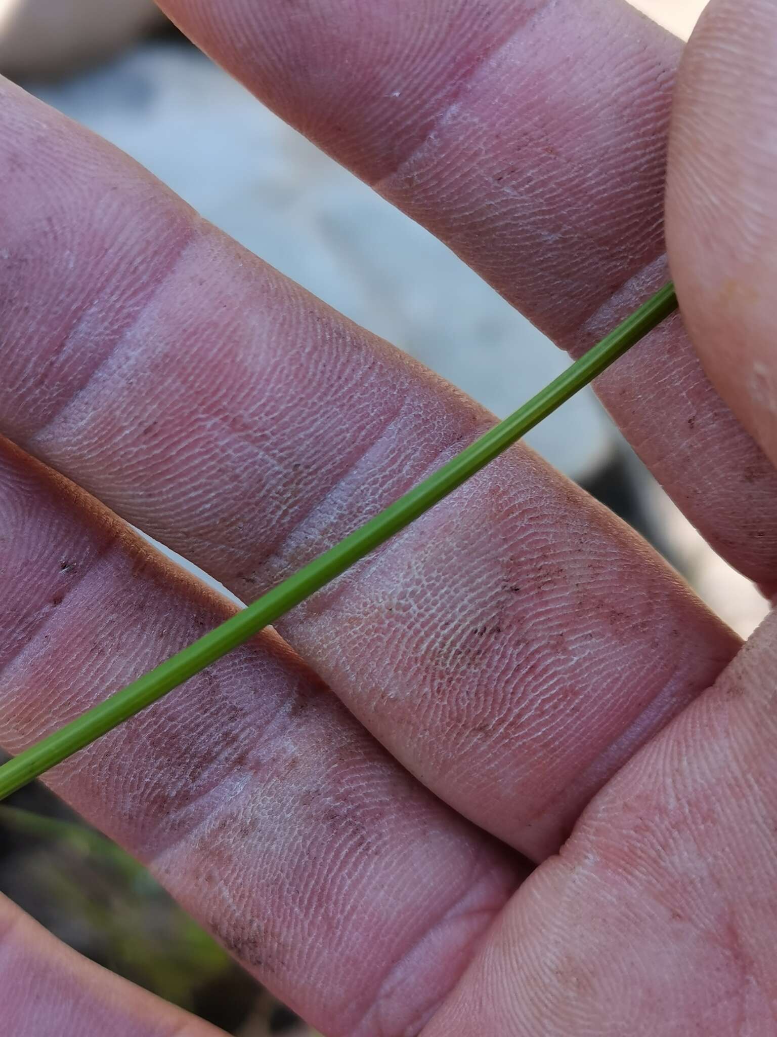 Image of Moraea caeca Barnard ex Goldblatt