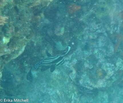 صورة Equetus punctatus (Bloch & Schneider 1801)