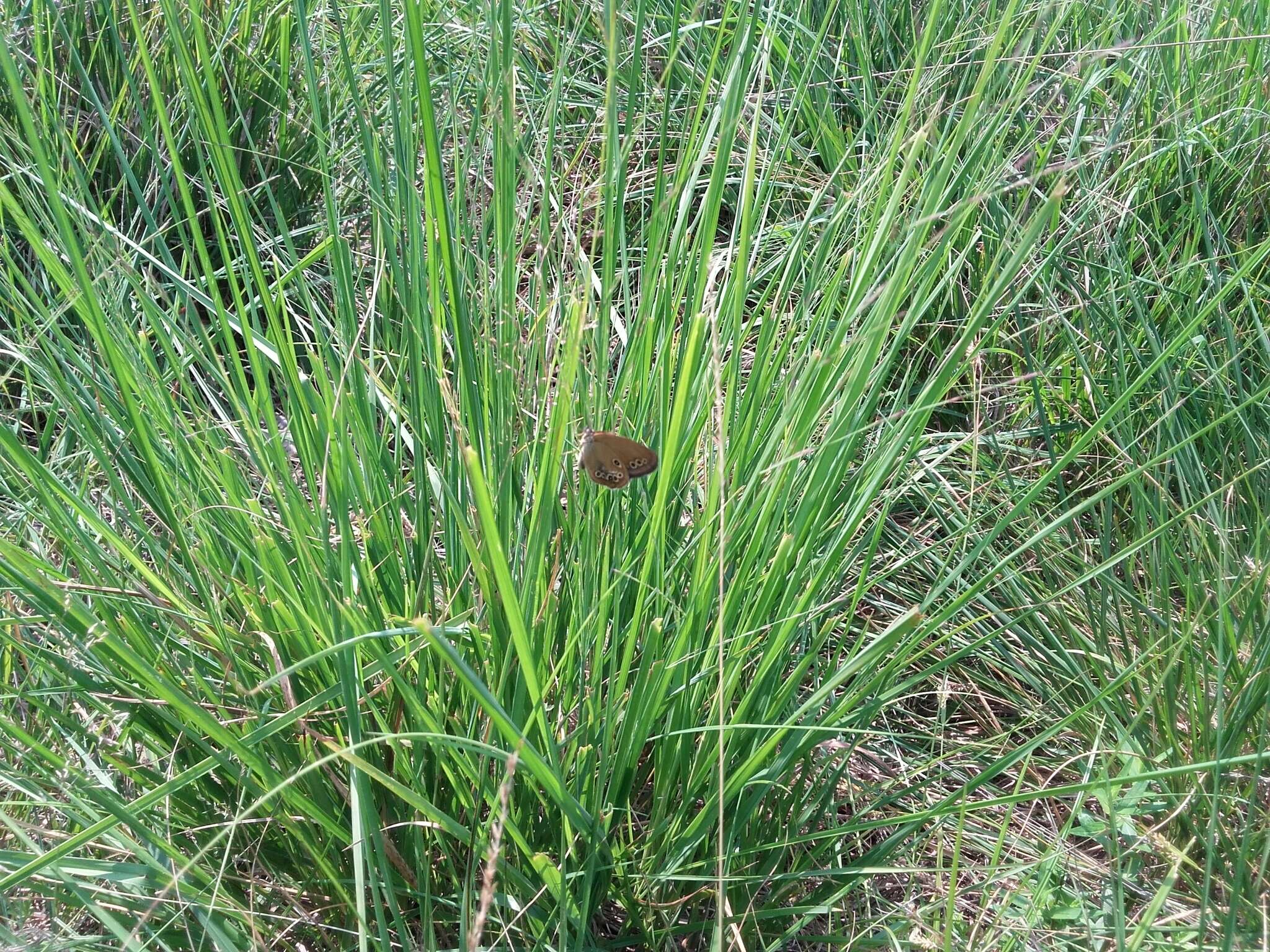 Image of False Ringlet