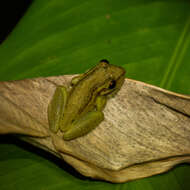Image of Allen's Snouted Treefrog