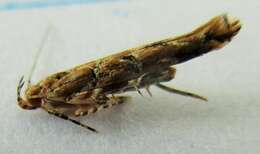 Image of cosmet moth