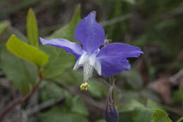 Image of Aquilegia parviflora Ledeb.