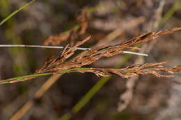 Image of Sporadanthus traversii (F. Muell.) Buchanan